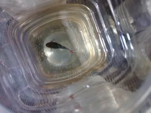 Half Moon Betta 2"