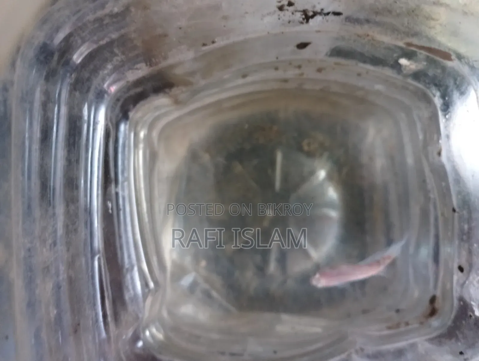 Half Moon Betta 2"
