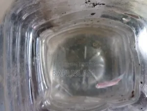 Half Moon Betta 2"