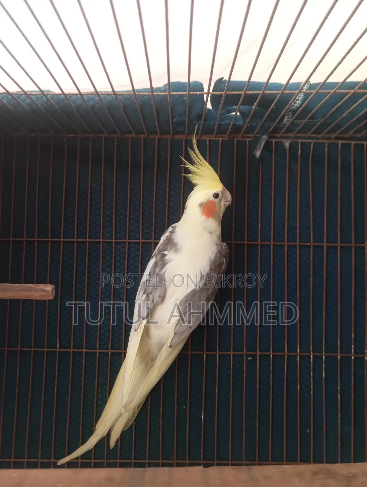 ভি পাইড কোকাটেল রানিং মেল