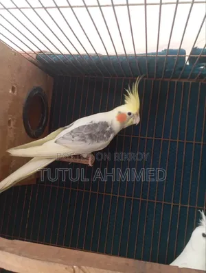 ভি পাইড কোকাটেল রানিং মেল
