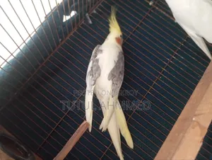 ভি পাইড কোকাটেল রানিং মেল