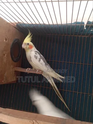 ভি পাইড কোকাটেল রানিং মেল