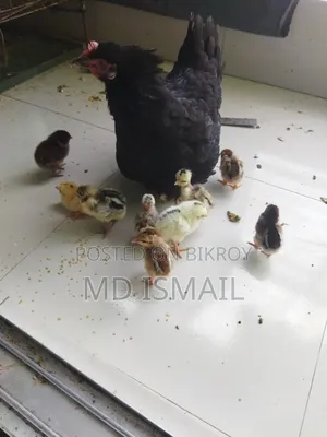 এগারোটা বাচ্চা একটি মুরগী বিক্রি করা হবে