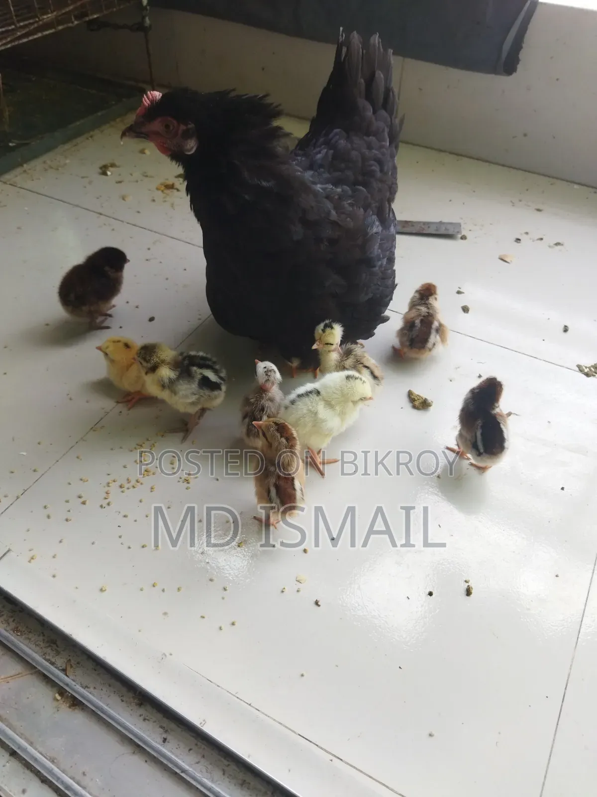 এগারোটা বাচ্চা একটি মুরগী বিক্রি করা হবে