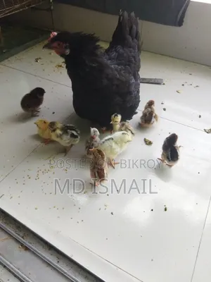 এগারোটা বাচ্চা একটি মুরগী বিক্রি করা হবে