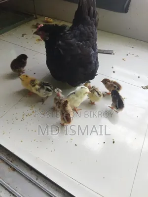 এগারোটা বাচ্চা একটি মুরগী বিক্রি করা হবে