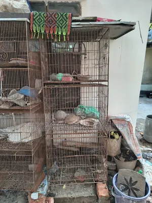 পিজন অ্যান্ড বার্ড কেজ