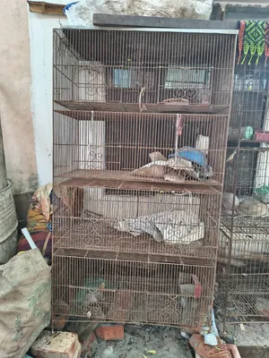 পিজন অ্যান্ড বার্ড কেজ