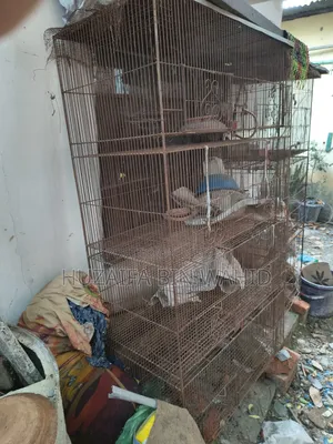 পিজন অ্যান্ড বার্ড কেজ