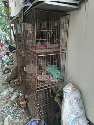 পিজন অ্যান্ড বার্ড কেজ
