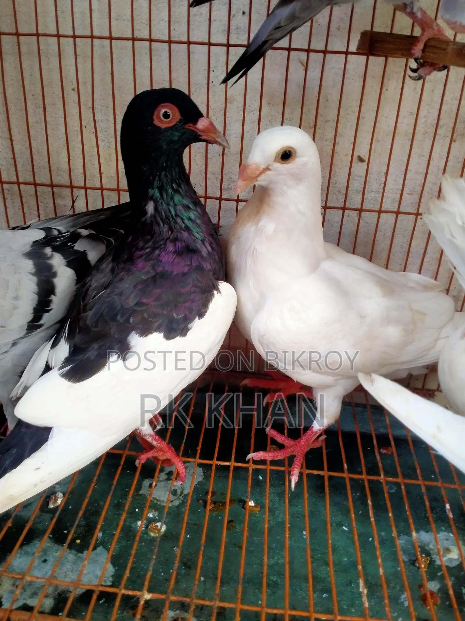 Magpie and Huma