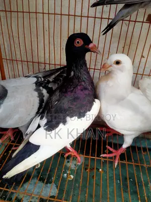 Magpie and Huma