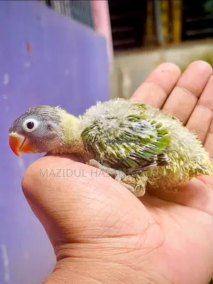 টেম সাইজ লাভ বার্ড বেবি নতুন ঠিকানার খোঁজে।