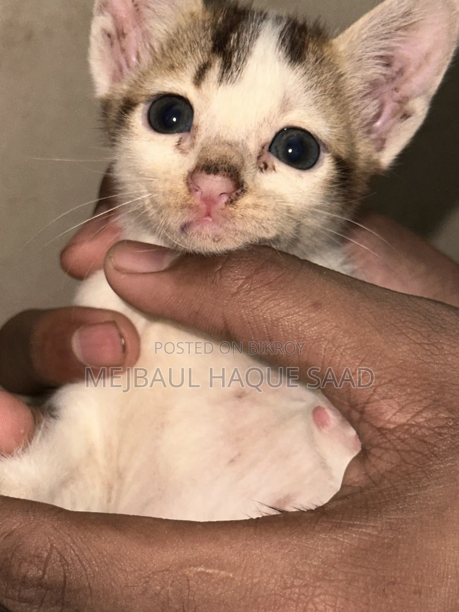 ১-৩ মাস বয়সী ফিমেল মিক্সড ব্রিড পার্সিয়ান