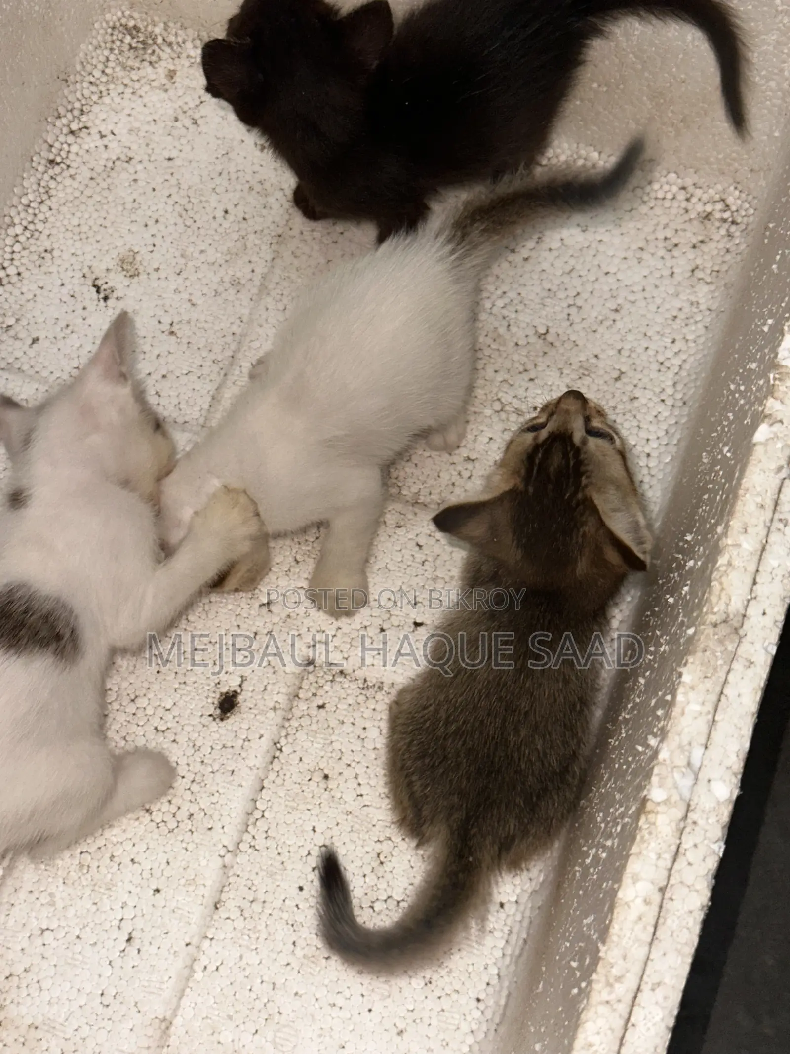 ১-৩ মাস বয়সী ফিমেল মিক্সড ব্রিড পার্সিয়ান