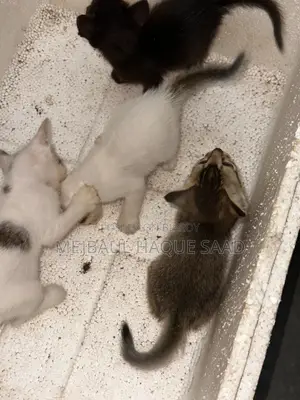 ১-৩ মাস বয়সী ফিমেল মিক্সড ব্রিড পার্সিয়ান