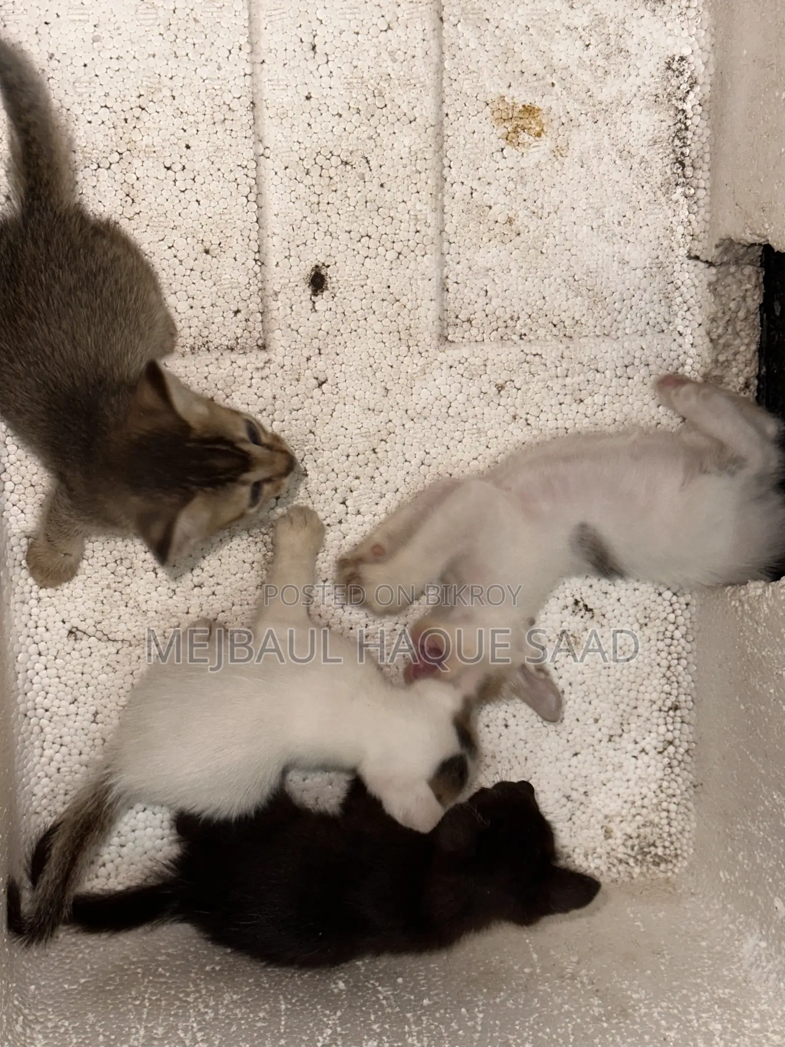 ১-৩ মাস বয়সী ফিমেল মিক্সড ব্রিড পার্সিয়ান