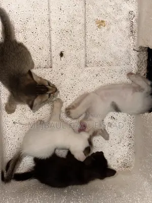 ১-৩ মাস বয়সী ফিমেল মিক্সড ব্রিড পার্সিয়ান