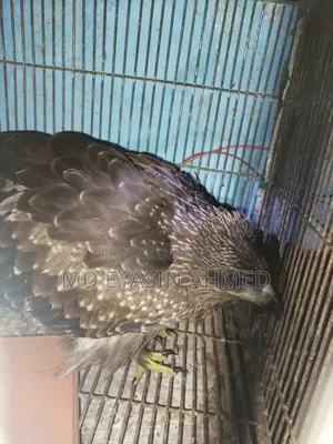 Chil Bird