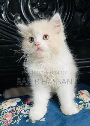 ১-৩ মাস বয়সী নারী বিশুদ্ধ পার্সিয়ান বিড়াল