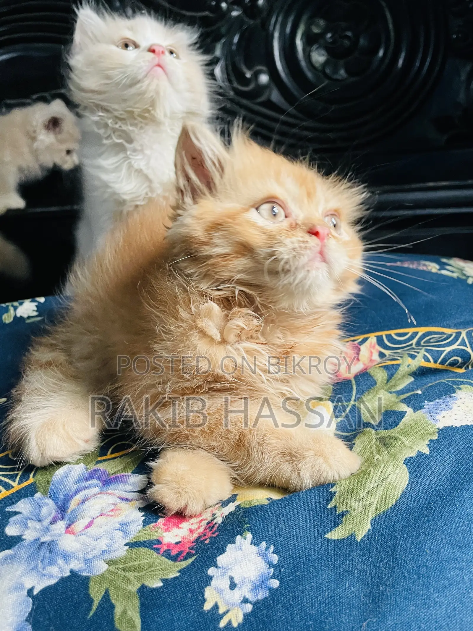 1-3 Months Female Purebred Persian