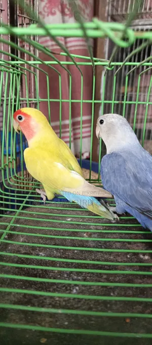 Lovebird Bird