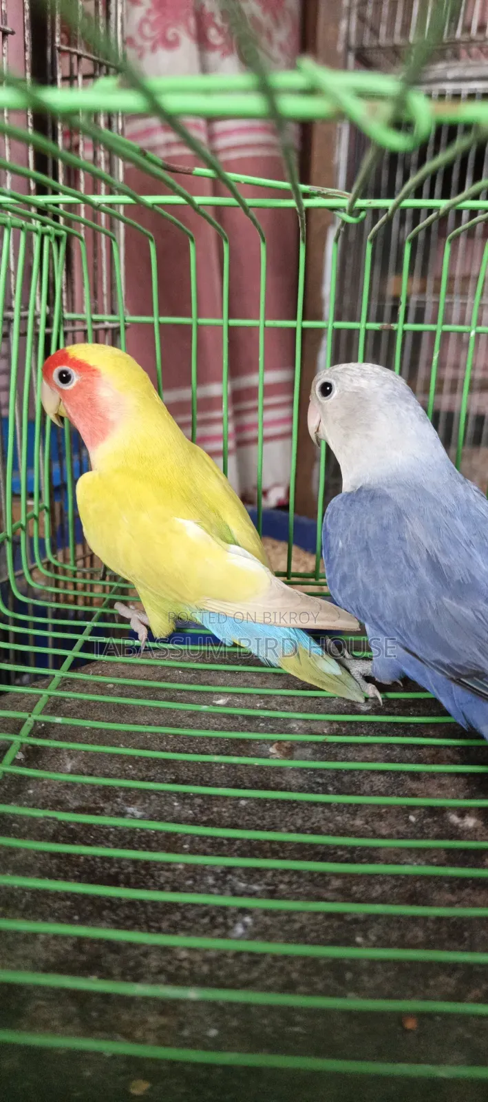 Lovebird Bird