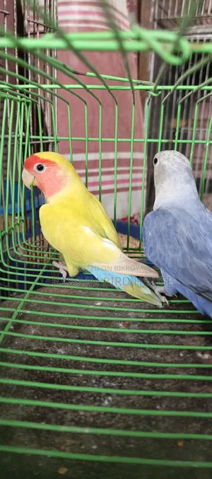 Lovebird Bird