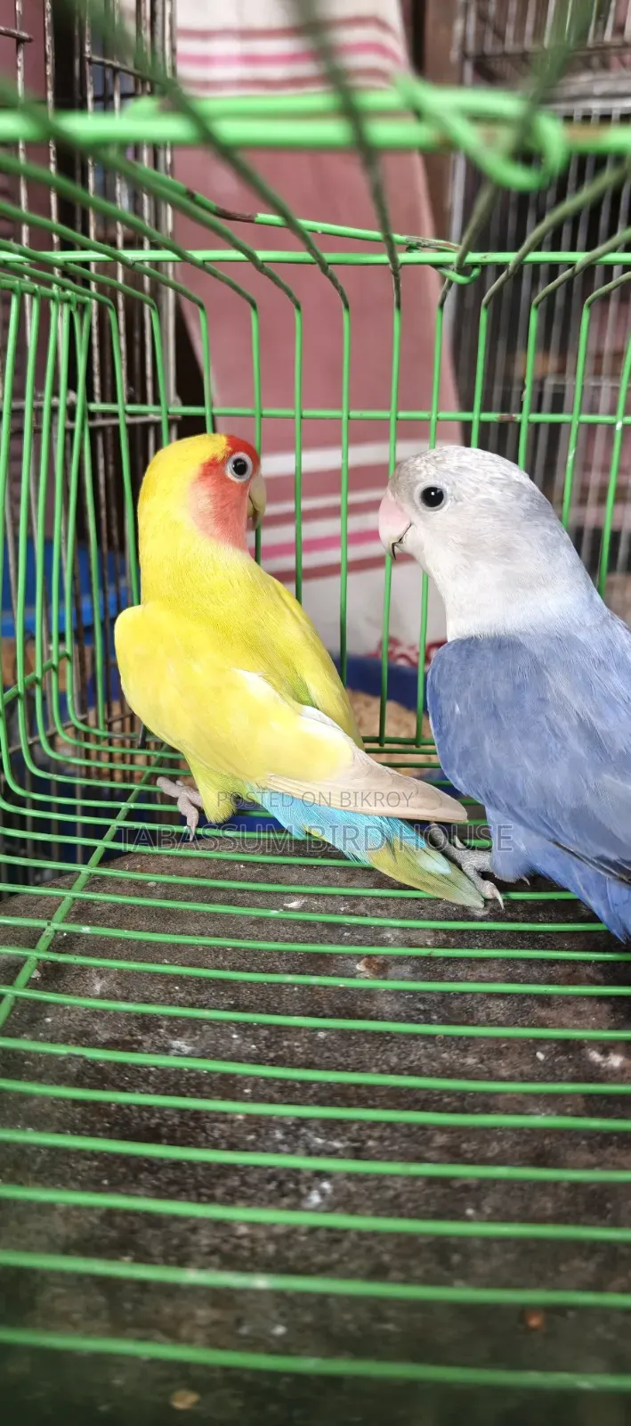 Lovebird Bird