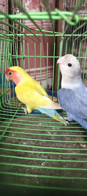 Lovebird Bird