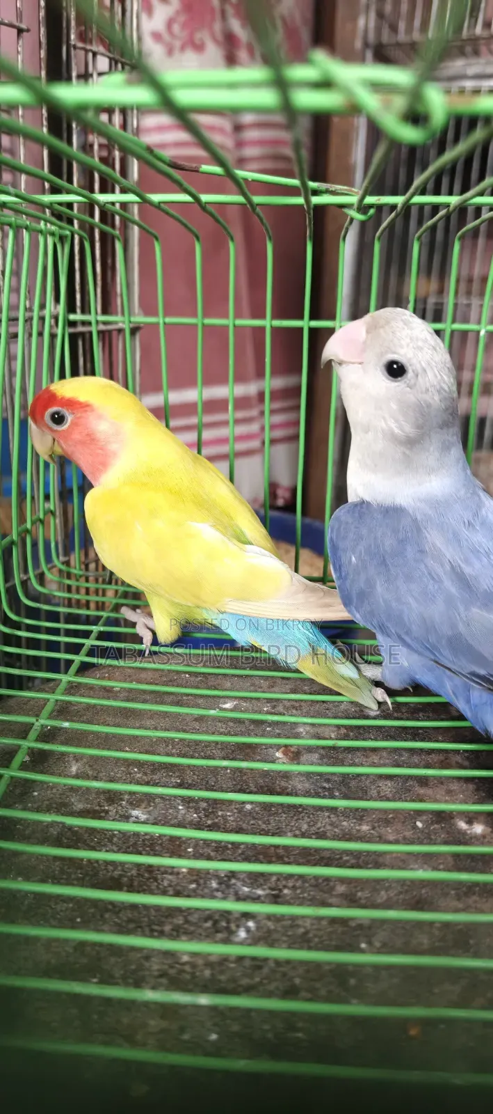 Lovebird Bird