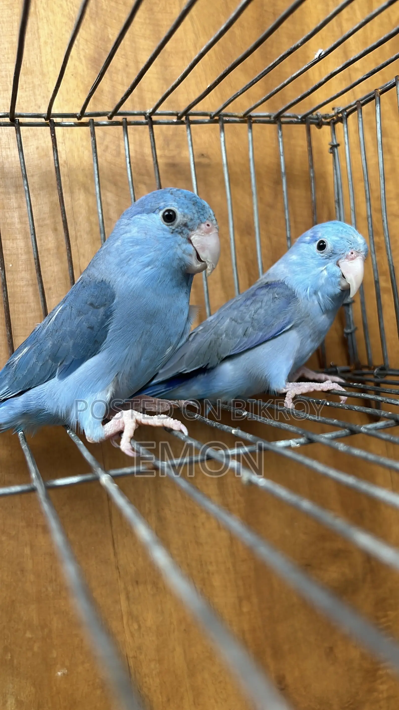 Forpus Pair Available