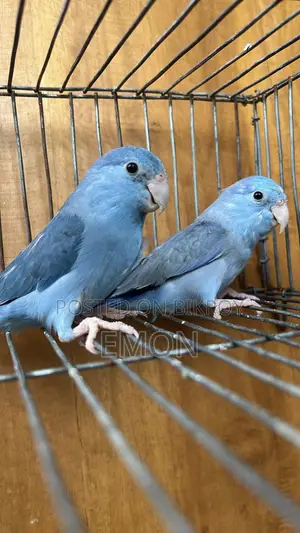 Forpus Pair Available