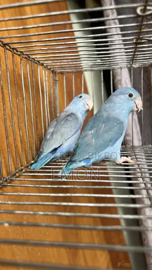 Forpus Pair Available