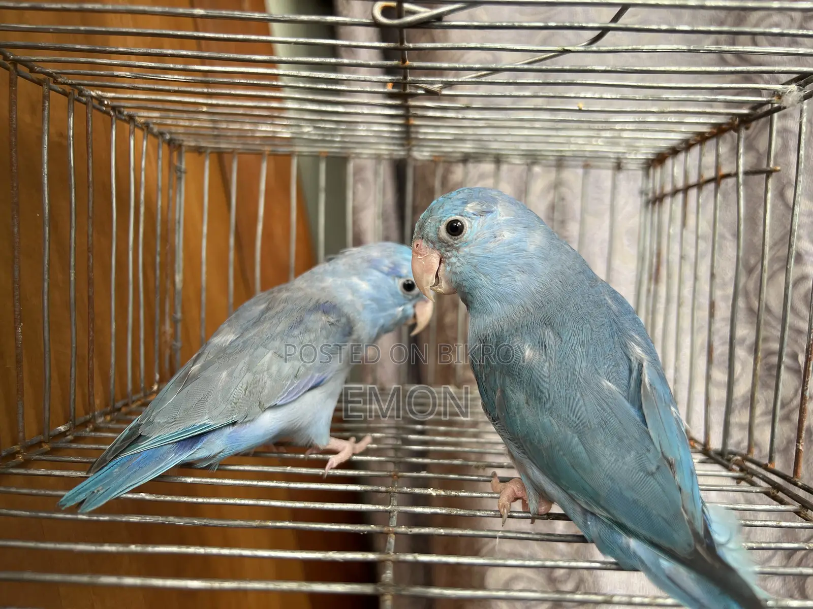 Forpus Pair Available