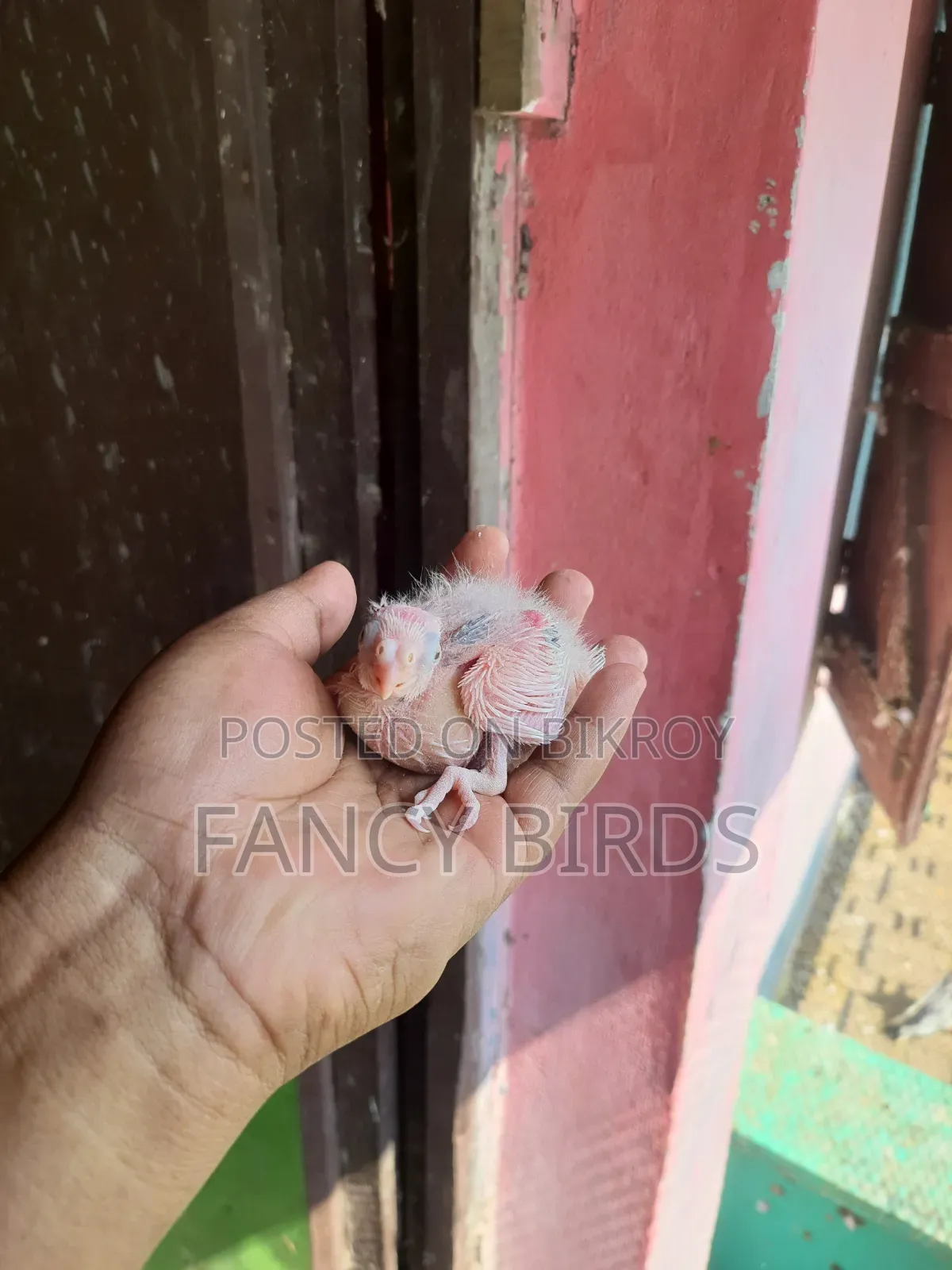 ককাটেল বেবি
