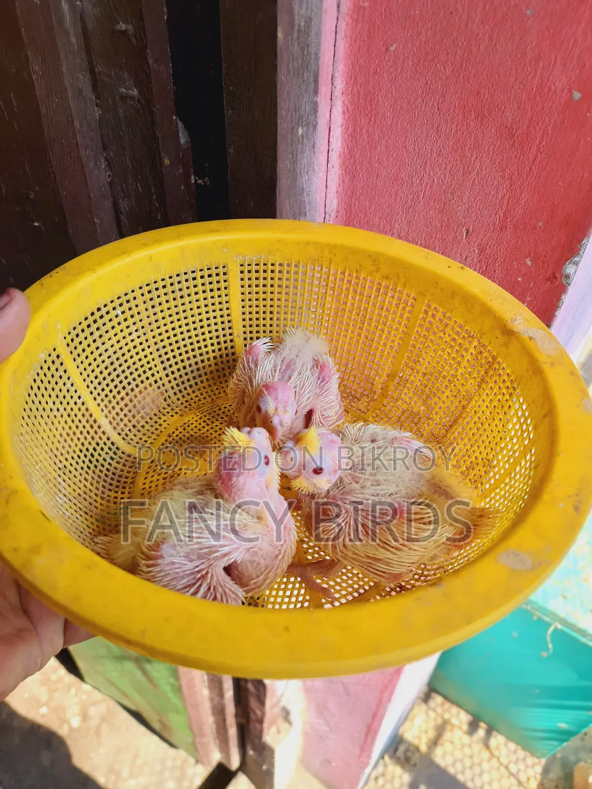 ককাটেল বেবি