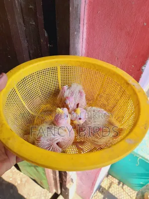 ককাটেল বেবি