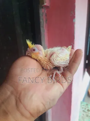 Cockatiel Baby