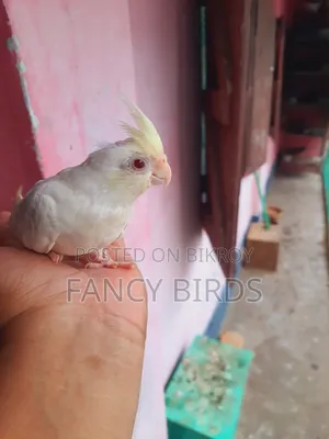 ককাটেল বেবি