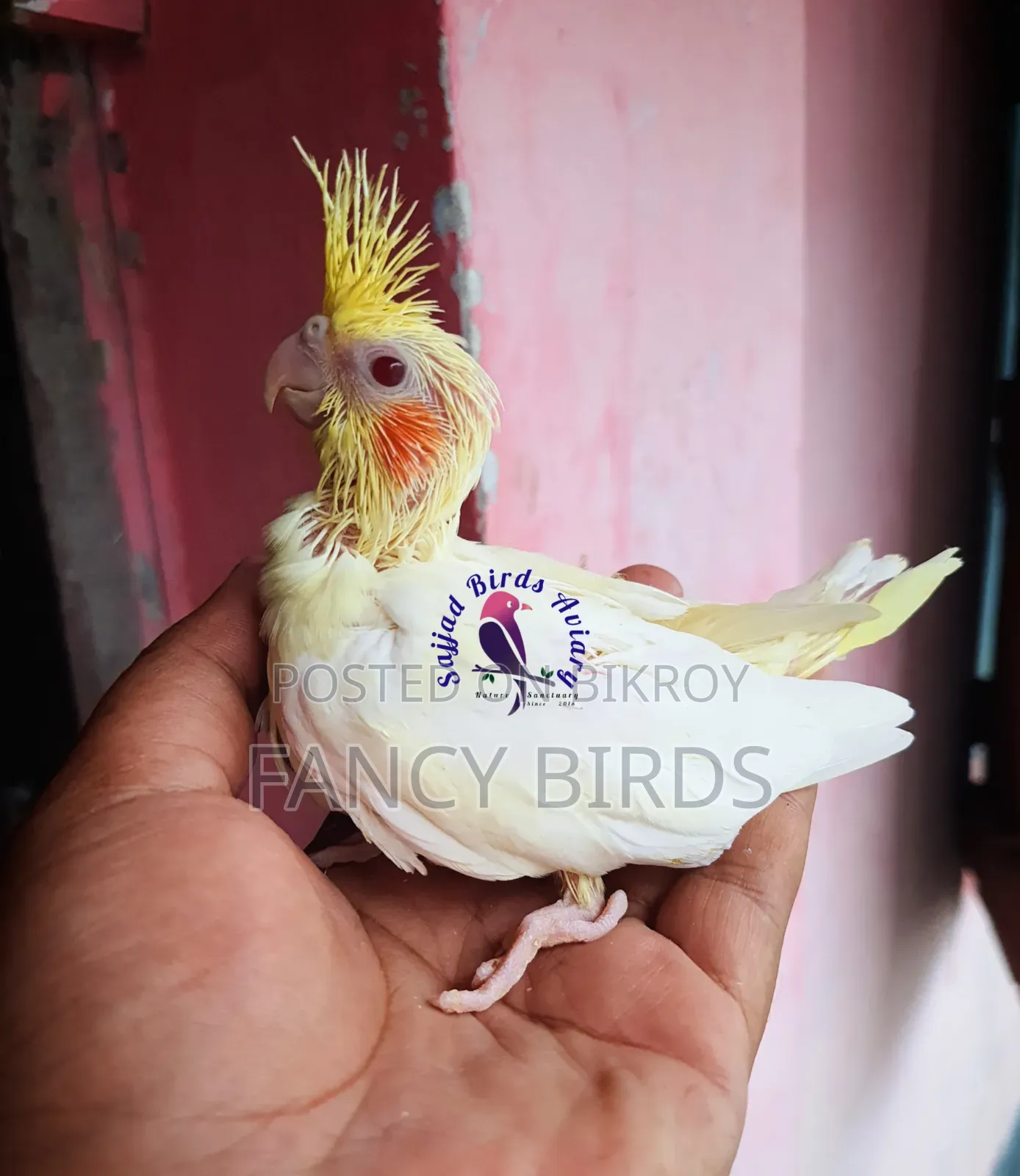 ককাটেল বেবি