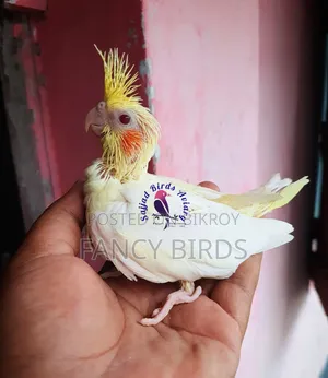 ককাটেল বেবি