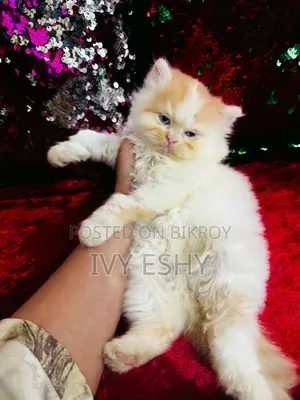 1-3 months Male Purebred Exotic