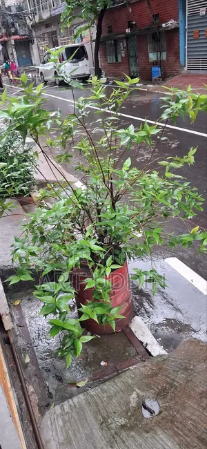 Shiuli Flower