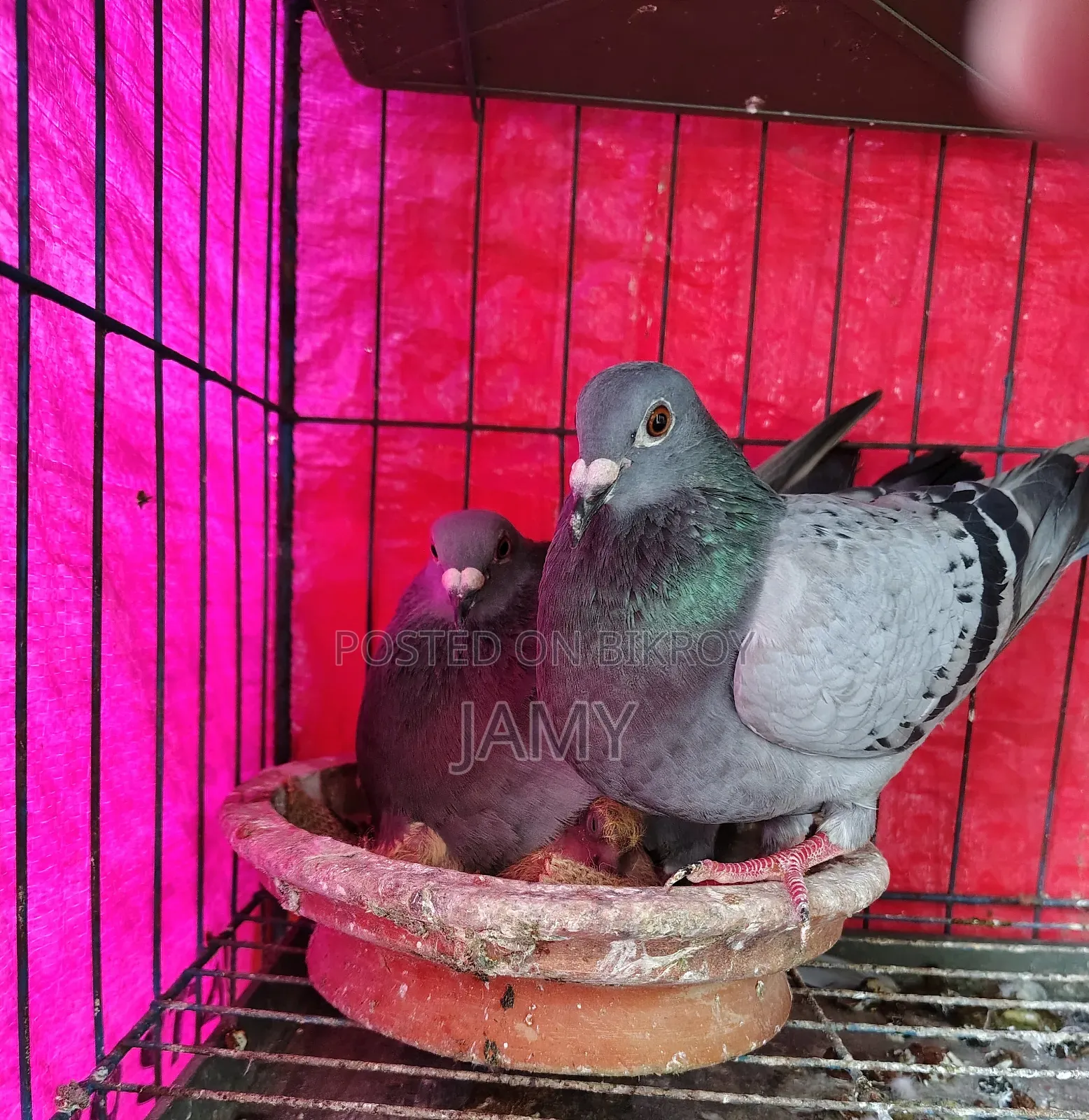 Racer Maksi Pair
