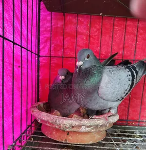 Racer Maksi Pair