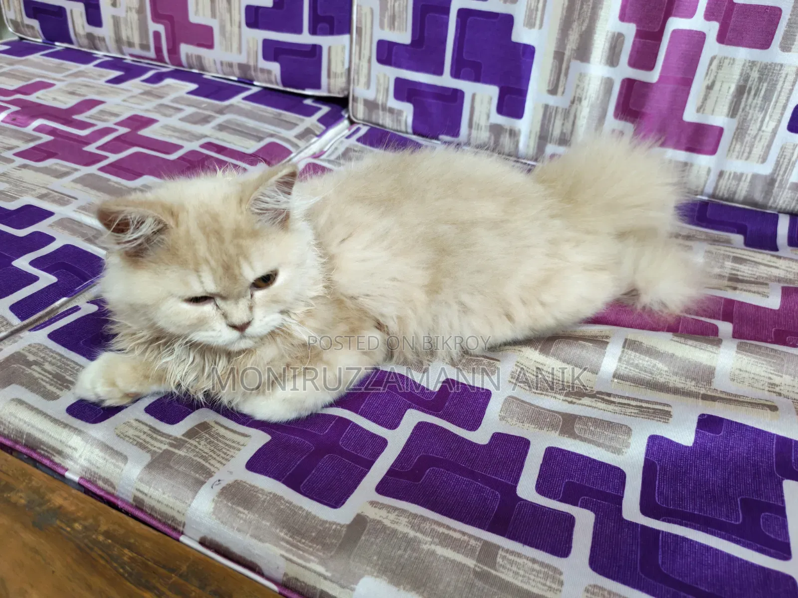 1-3 Months Male Purebred Persian