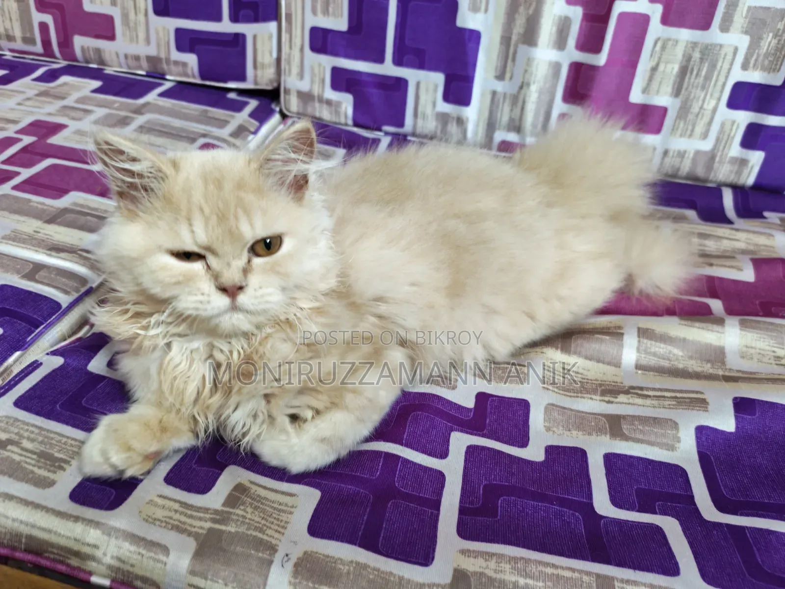 1-3 Months Male Purebred Persian