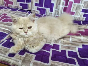 1-3 Months Male Purebred Persian